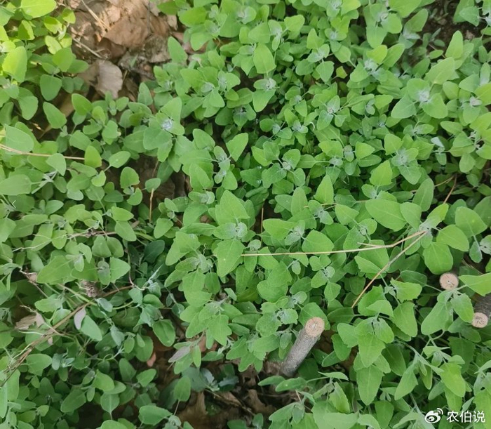 这6种极品野菜要抓紧吃,遇上我必买,浑身都是宝!