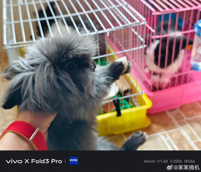 回老家过年时把摇摇、晃晃和小黑寄养在了亲戚家…