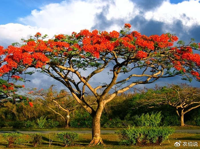 盛夏时节,这5种路边花树不能不识,否则太丢人了!