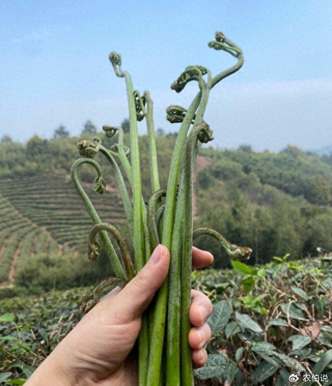 最后一种像蛇一样|野菜|山葵|凉粉_新浪新闻