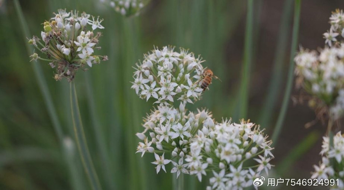 扶沟:秋风徐来韭花香__财经头条__新浪财经