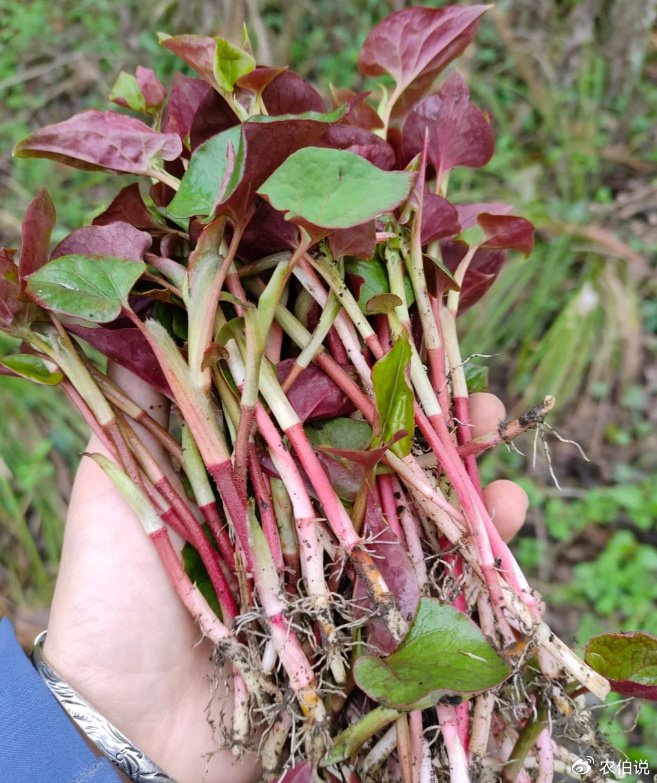 春夏交接的野外,到处都是"王宝钏",来挖野菜咯!