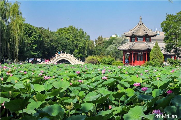 古莲花池:荷花开满塘,风景美如画