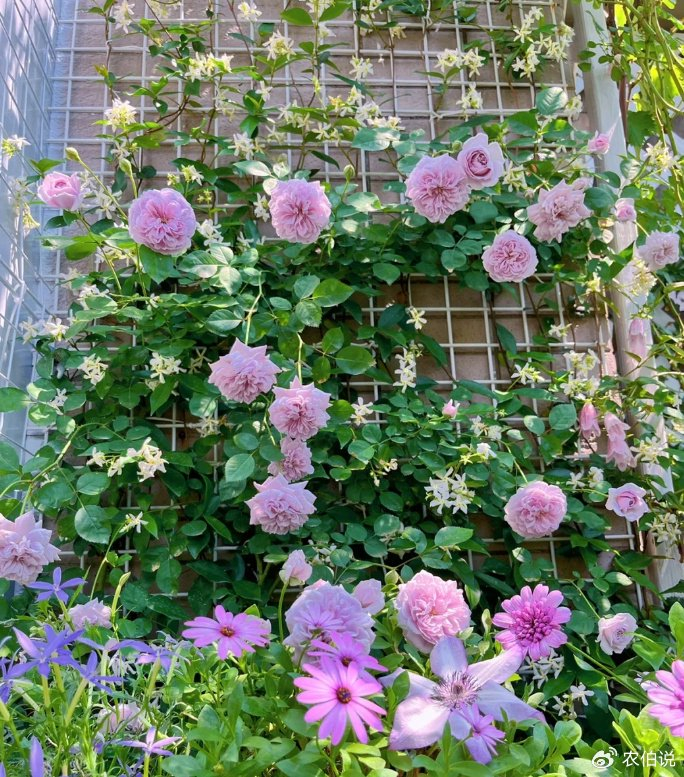 小红书by欣儿的花漫时光①把果皮菜叶子剁碎,加上一些淘米水放在矿泉