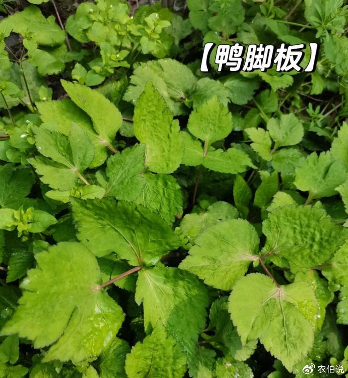 鸭脚板野菜做法图片