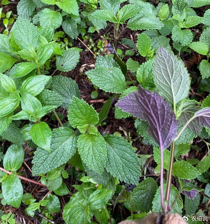 春天,不容错过的9种野菜,来看一看有你喜欢吃的吗?