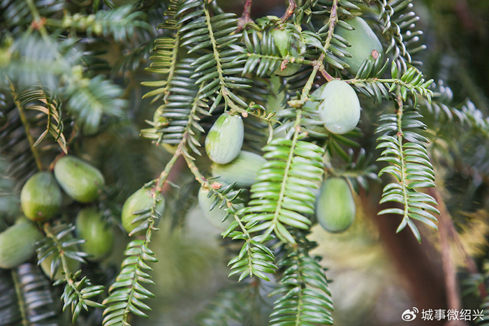 稽山古榧千年圣果开摘了 今年是香榧大年 预计后市量增价挺