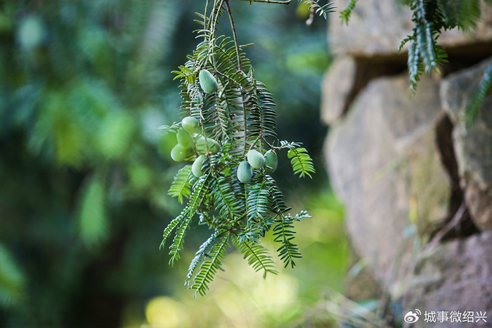 稽山古榧千年圣果开摘了 今年是香榧大年 预计后市量增价挺