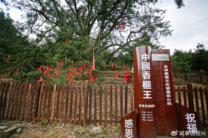 稽山古榧千年圣果开摘了 今年是香榧大年 预计后市量增价挺