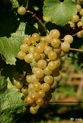 这是一种非常挑剔和娇气的葡萄,不喜欢较热的土地,也不会具备高果实