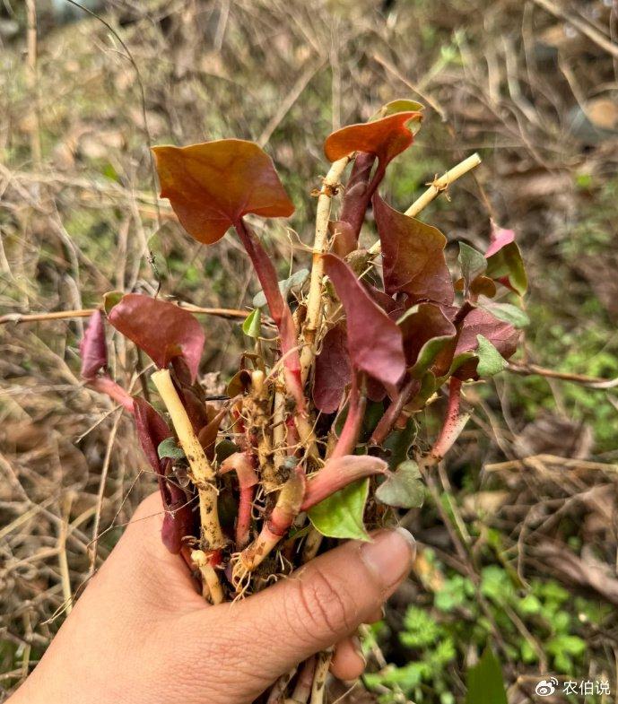 春天,不容错过的9种野菜,来看一看有你喜欢吃的吗?