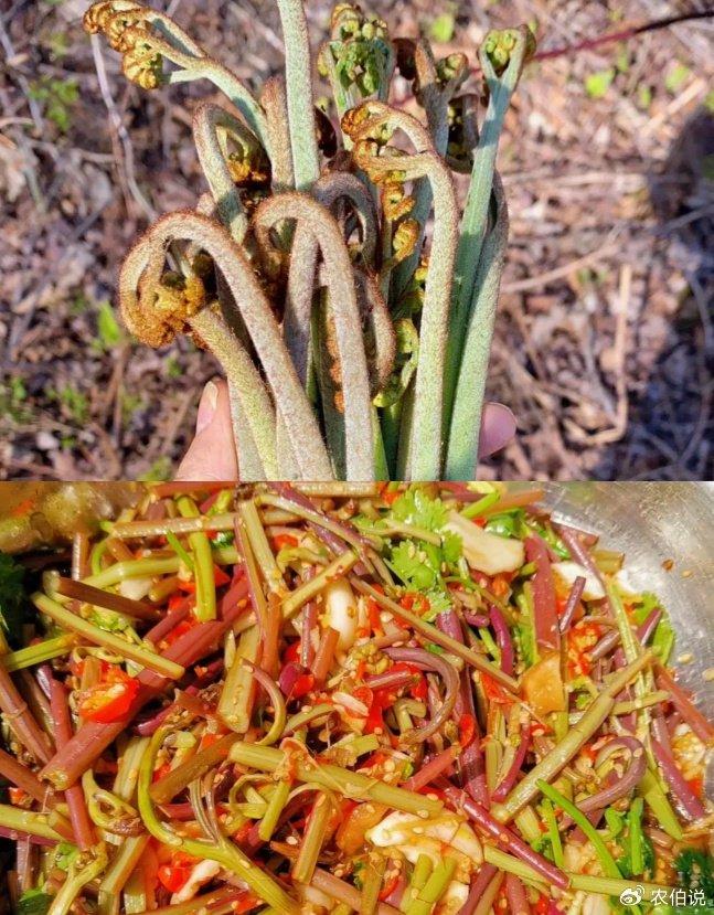 鸭脚板野菜做法图片