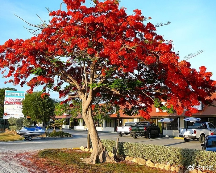 盛夏时节,这5种路边花树不能不识,否则太丢人了!