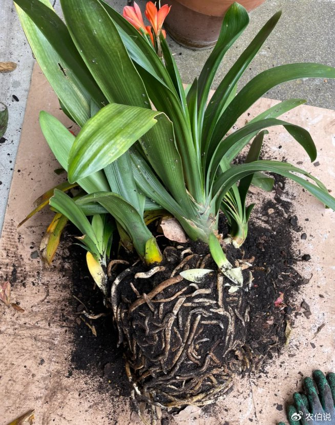 养君子兰,有6个"忌讳",绕开了呼呼开花,疯狂且美丽!