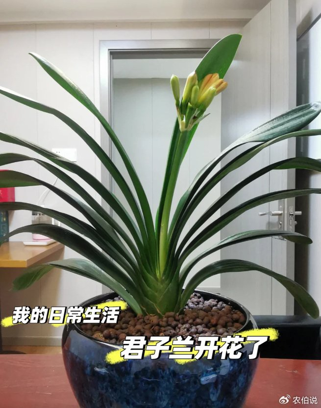 养君子兰,有6个"忌讳",绕开了呼呼开花,疯狂且美丽!