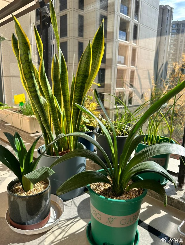 养君子兰,有6个"忌讳",绕开了呼呼开花,疯狂且美丽!