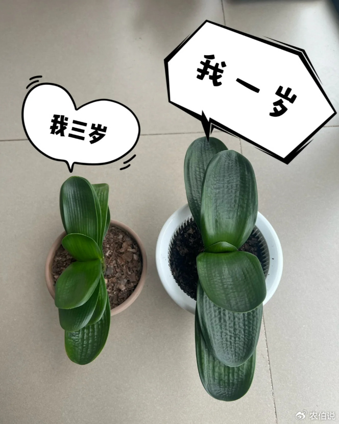 养君子兰,有6个"忌讳",绕开了呼呼开花,疯狂且美丽!