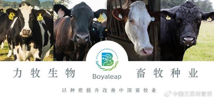 力牧生物以进口西门塔尔牛冻精助力肉牛养殖业增量提质