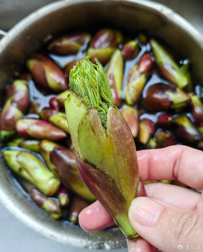 春夏交接的野外,到处都是"王宝钏",来挖野菜咯!