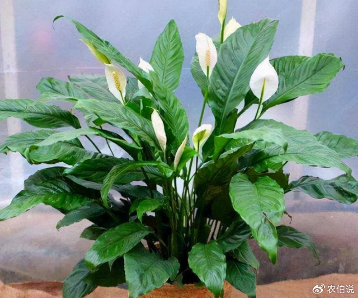 吸甲醛最厉害的10种花,养一盆空气越来越干净!