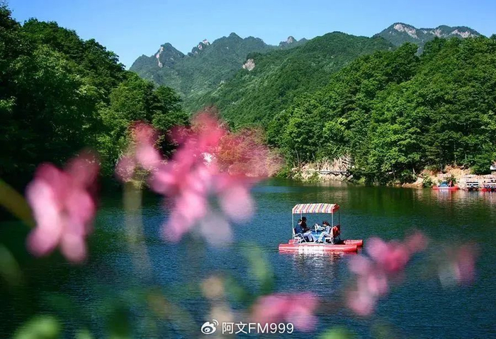 绿叶葱茏,山花烂漫,初夏洛阳的山水真美呀!