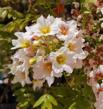 讲述| 绿叶葳蕤,自始起|刘进_新浪新闻