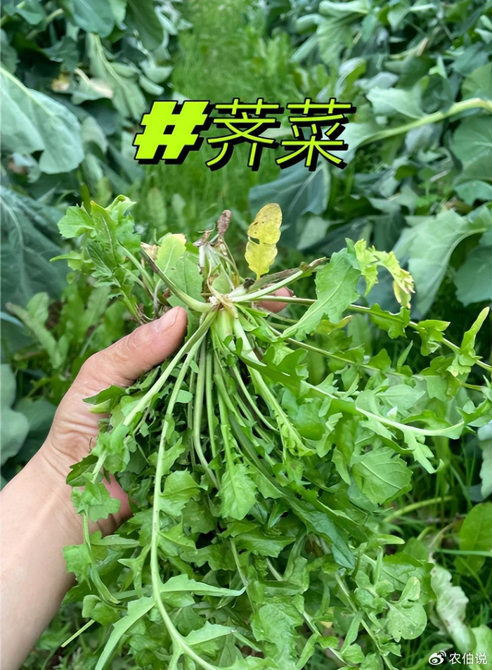 农村田间地头有什么能吃的野菜?这7种现在正鲜嫩,错过等明年!