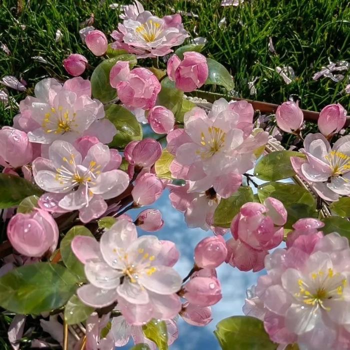 刷到这组鲜花背景图