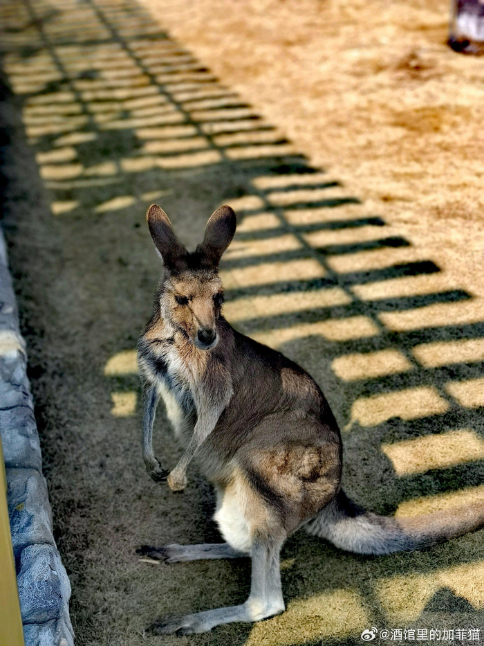 动物园好像拥有超能力时间好像定格了一样变得很慢很慢