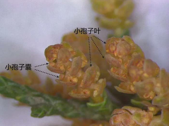 圆柏花粉到底长啥样?如何防护?有哪些误区?一文读懂花粉过敏