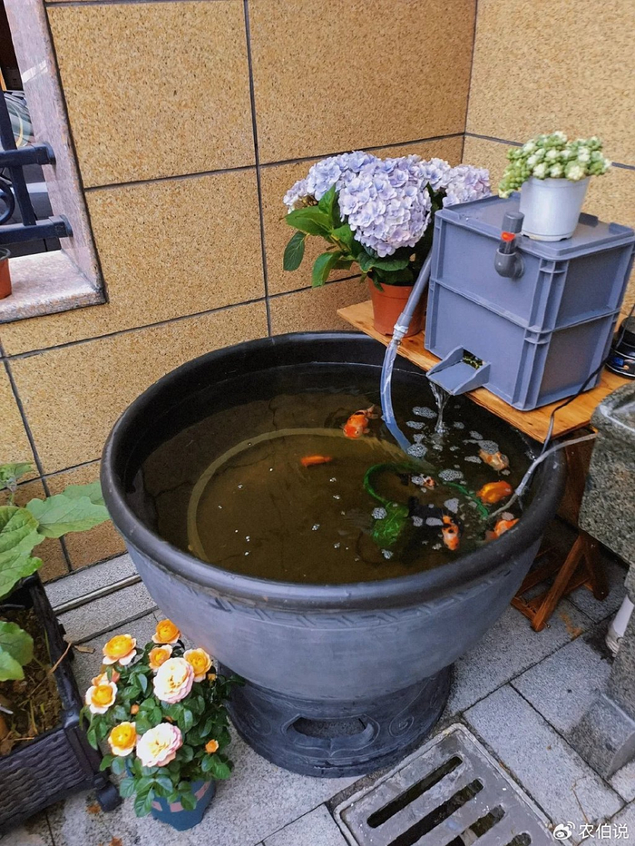 因"在阳台挖了一个鱼池"而走红,一夜圈粉无数|鱼池|阳台|鱼缸_新浪