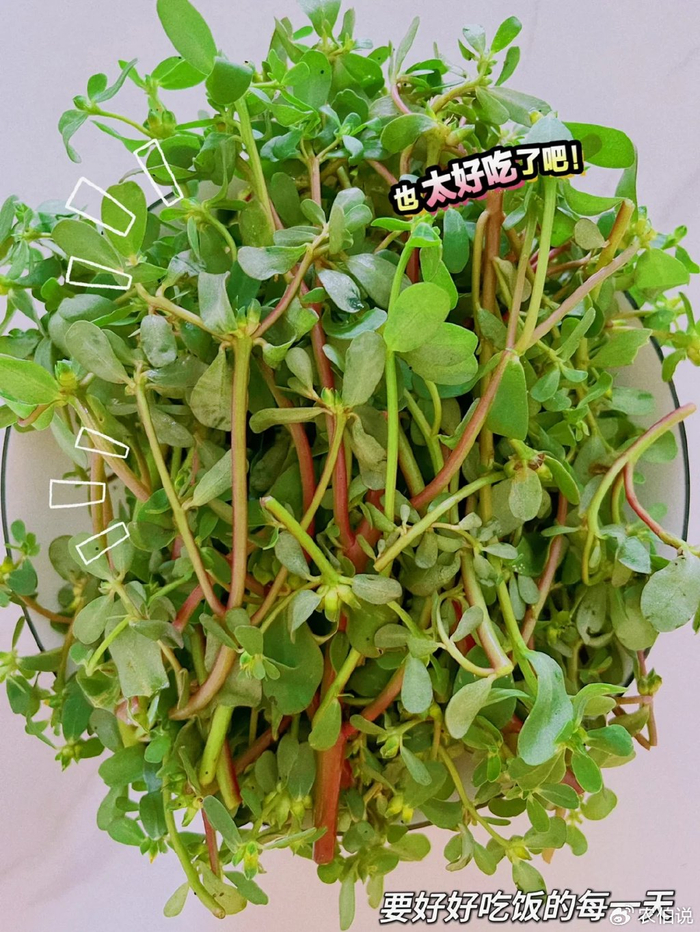 农村的田间地头最常见又能吃的8种野菜,你认识几种?不要错过?