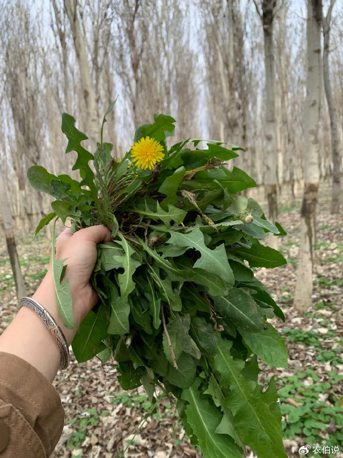 送你一份野菜清单:上大自然里"寻味",轻松辨识18种美味野菜|大自然