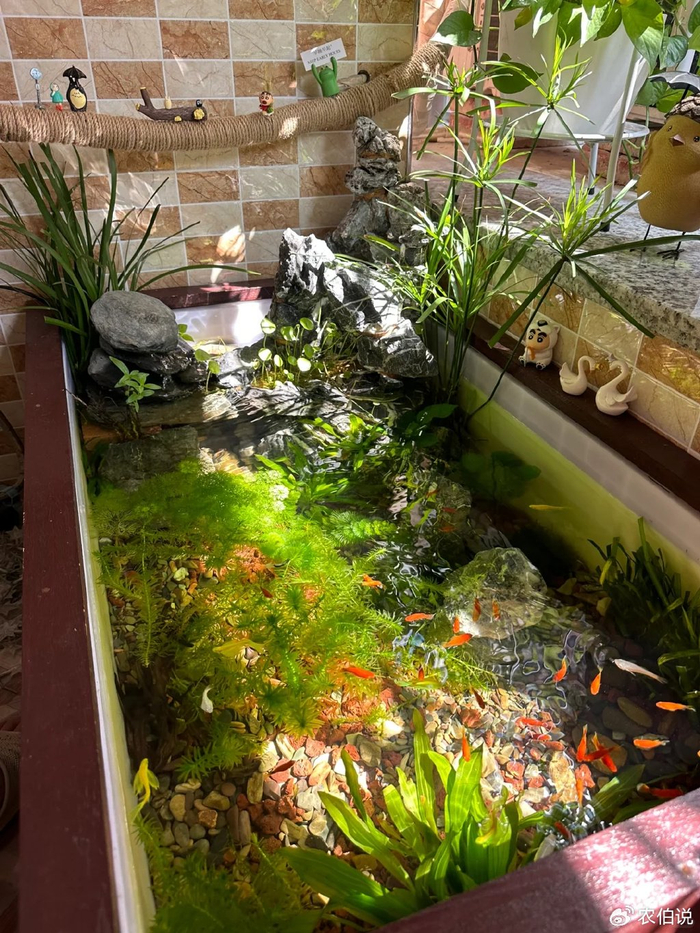 把寻常的绿植,别致的花盆融合在鱼池中,成就了与众不同的"庭院景观"