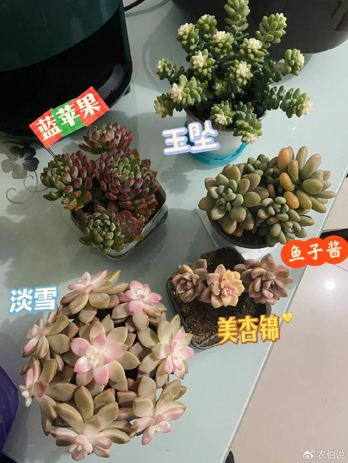 这些垃圾花也该被315曝光连老花匠都养不活网友小心被骗