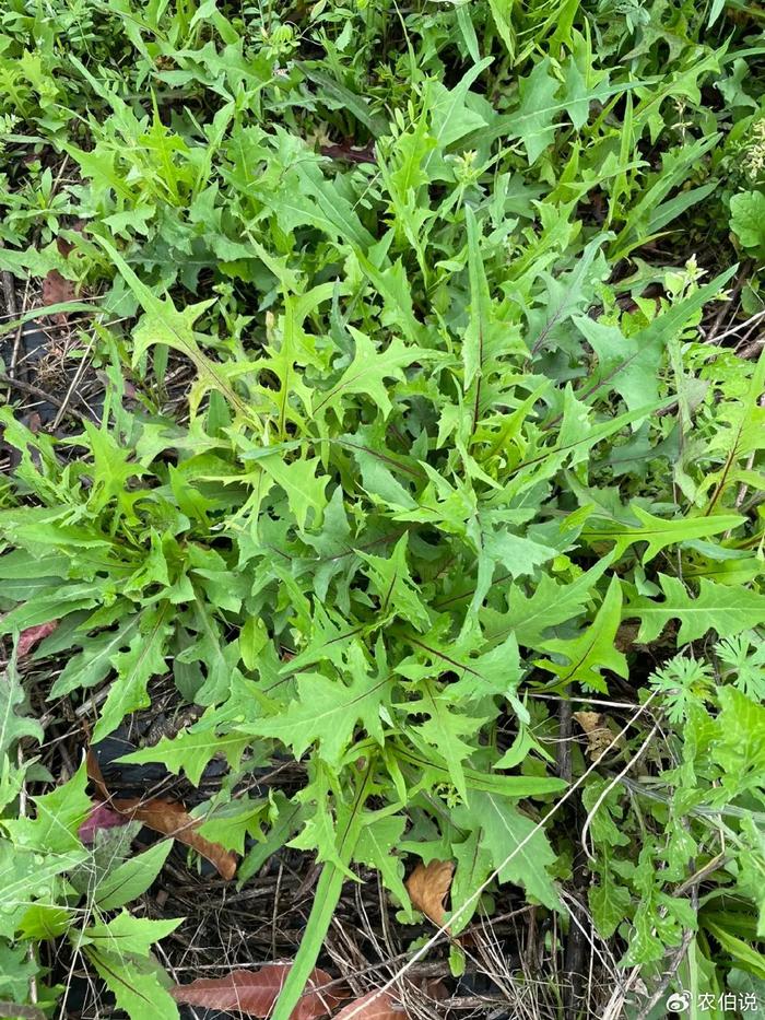 野菜图片和名字可食用图片