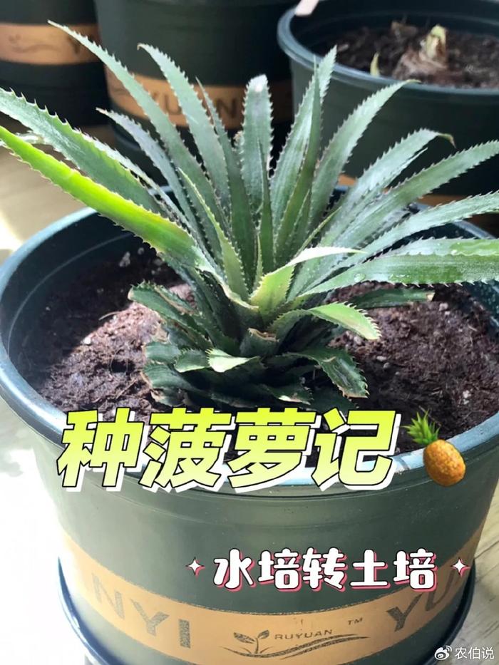 菠萝玉米 种植方法图片