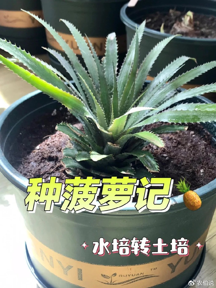 河北一老花农,用"菠萝头"种菠萝,不花一分钱收获20斤,绝了