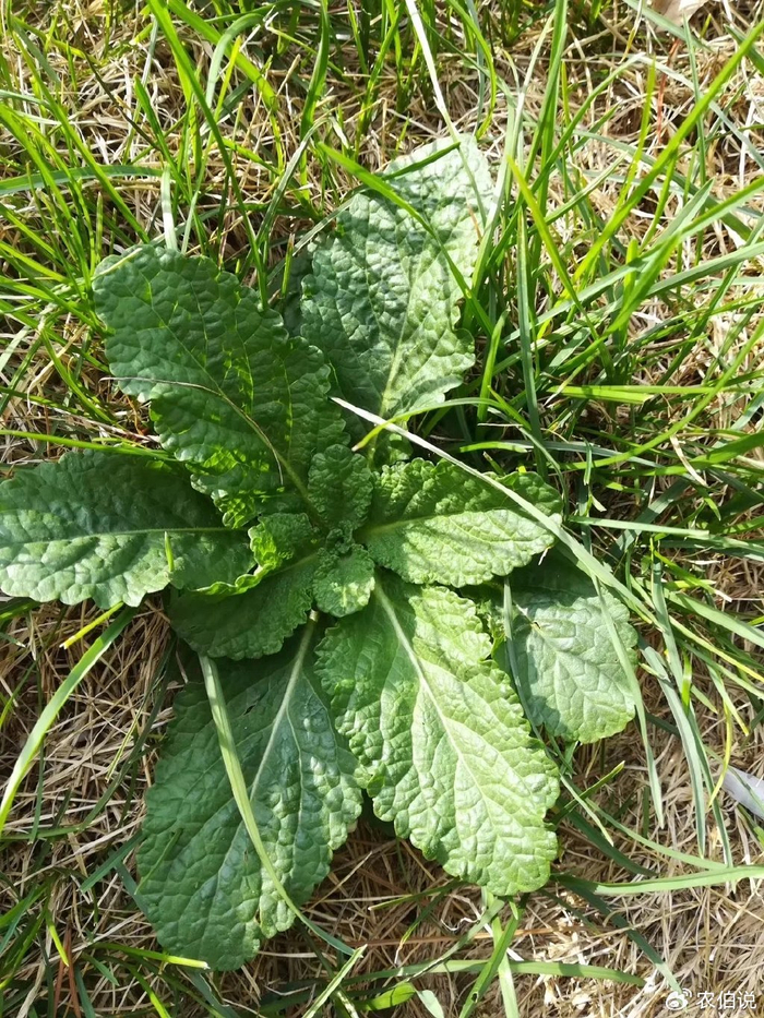 六,马蹄草马蹄草是一种常见的田间野菜,因其形状酷似马蹄而得名.