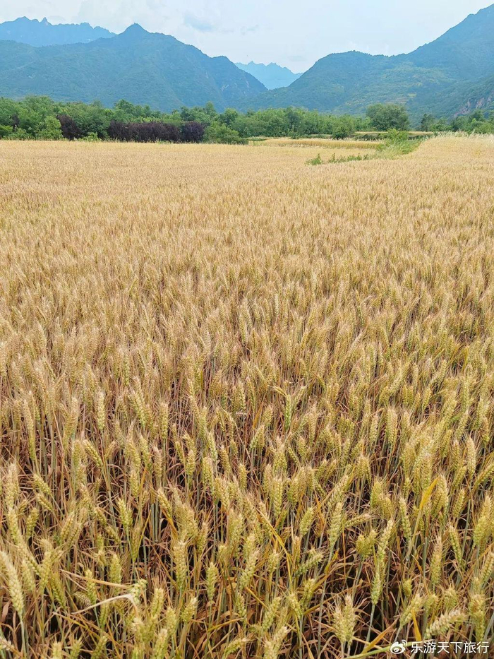 西安秦岭山脚下的百塔寺村,麦田变金黄,千年古银杏树却还是翠绿