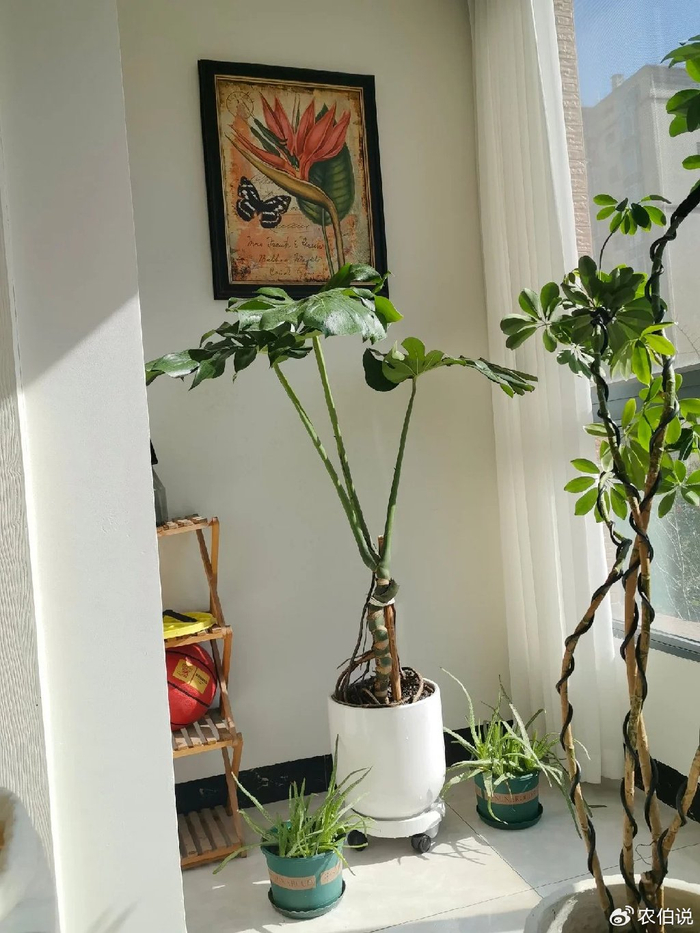 龟背竹11月进入静养期！牢记“5不”，不黄叶不烂根，呼呼冒芽|天南星科|阳台|温度|叶片|土壤_新浪新闻