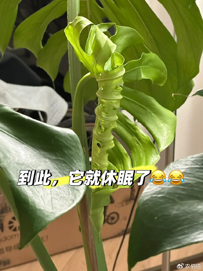 龟背竹11月进入静养期!牢记“5不”,不黄叶不烂根,呼呼冒芽|龟背竹|烂根|黄叶