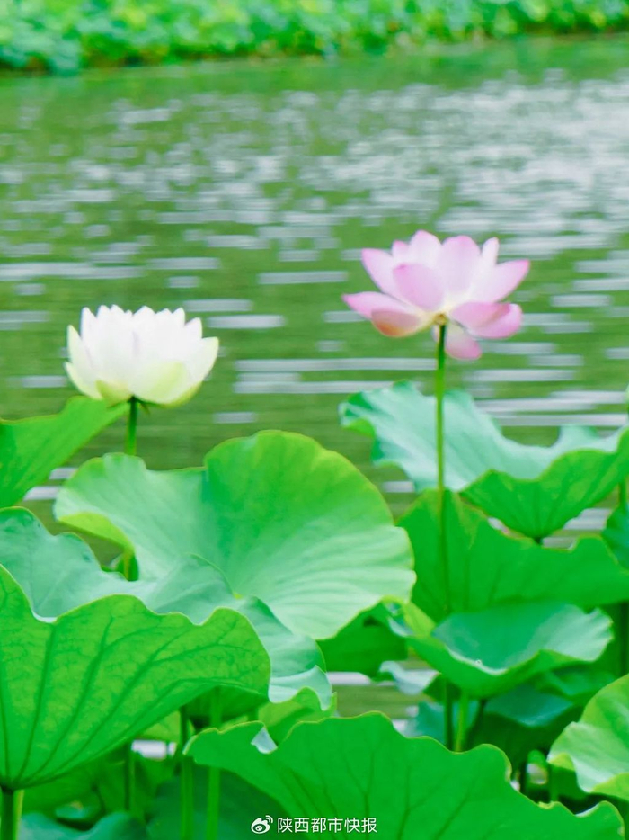 荷花迎着骄阳生长层层叠叠铺展开来美了整个夏天为人们带来了一片清凉