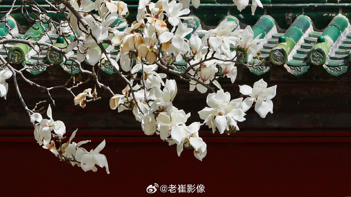 北京天坛斋宫的玉兰花第一次拍等了好几天天气终于放晴了