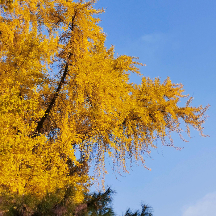 钓鱼台银杏大道__财经头条