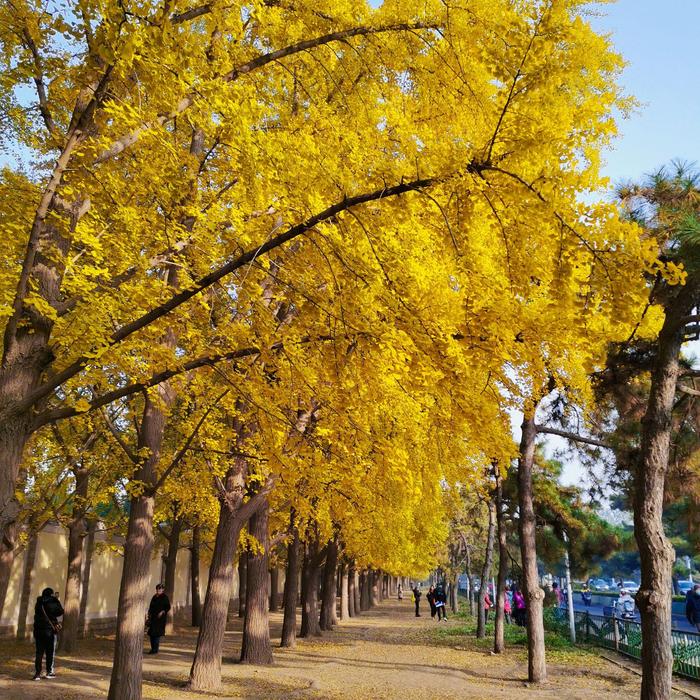 银杏大道 钓鱼台图片