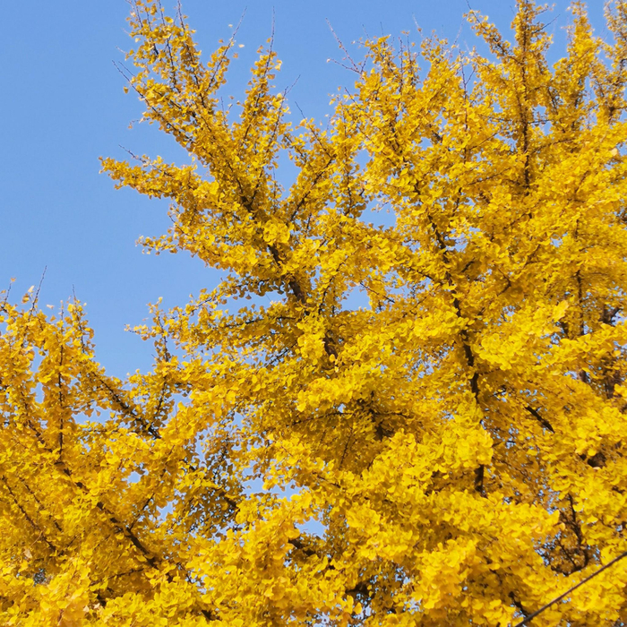 钓鱼台银杏大道__财经头条