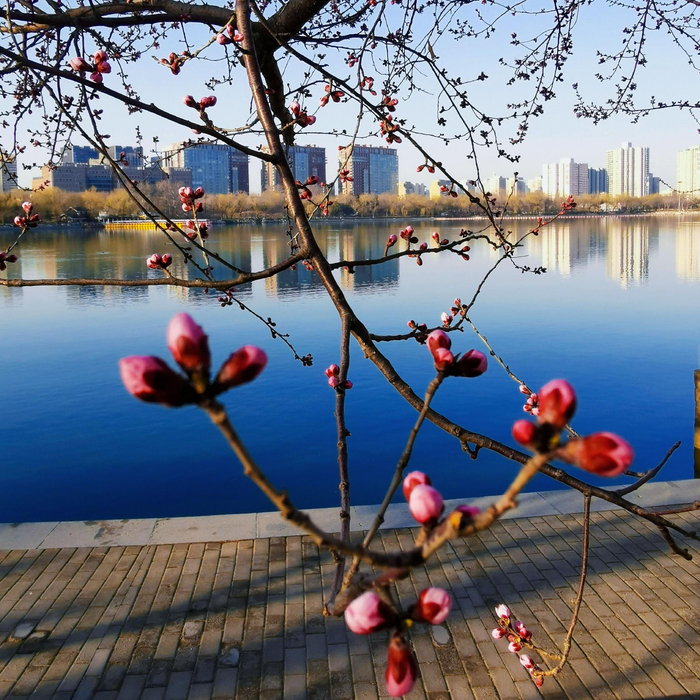 玉渊潭公园又到一年樱花季摄影