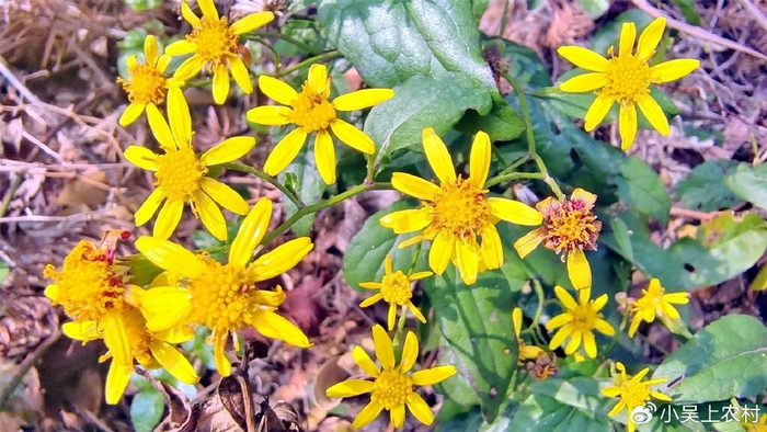 农村山上常见的植物花朵酷似菊花学名千里光老人称它明目草