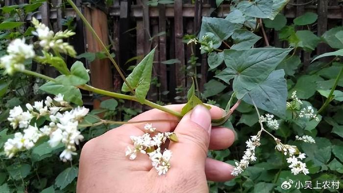 野生荞麦芽图片